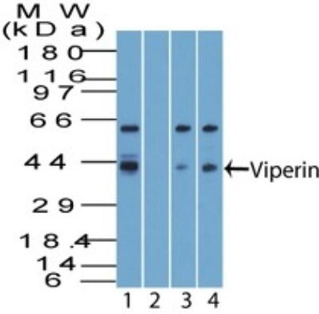 Viperin Antibody in Western Blot (WB)