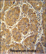 MCEE Antibody in Immunohistochemistry (Paraffin) (IHC (P))