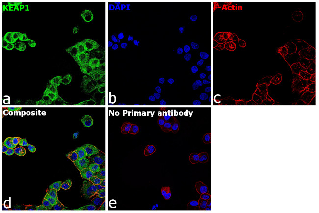 KEAP1 Antibody in Immunocytochemistry (ICC/IF)