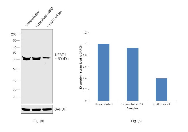 KEAP1 Antibody