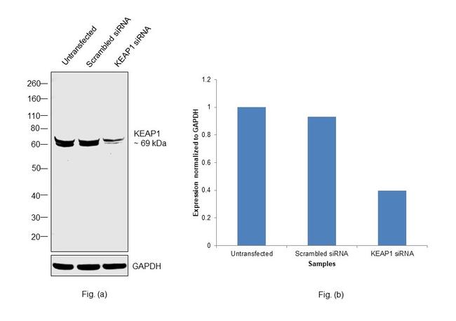 KEAP1 Antibody in Western Blot (WB)