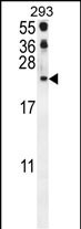 CCL21 Antibody in Western Blot (WB)