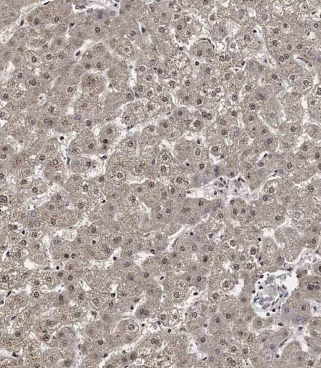 Cyclin Y Antibody in Immunohistochemistry (Paraffin) (IHC (P))