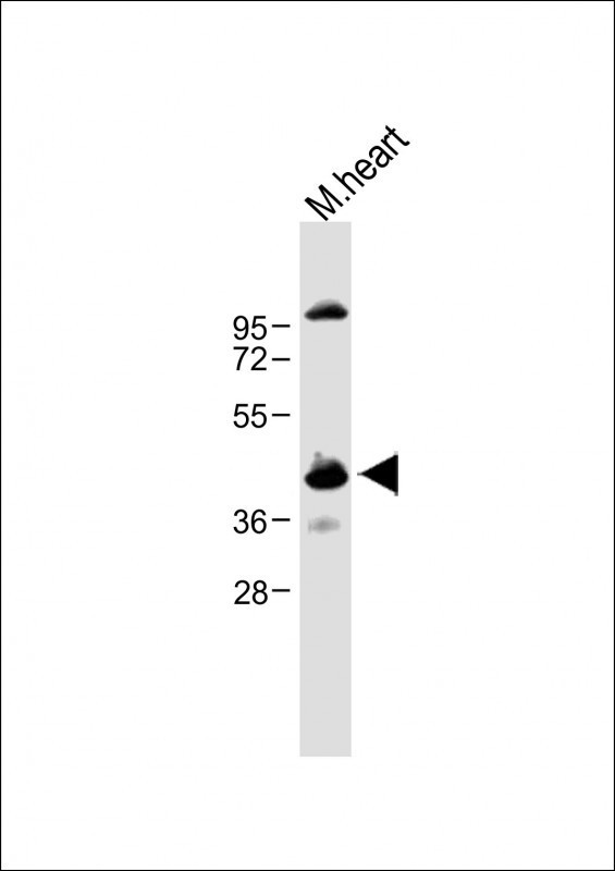 Cyclin Y Antibody in Western Blot (WB)