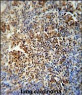 MAF1 Antibody in Immunohistochemistry (Paraffin) (IHC (P))