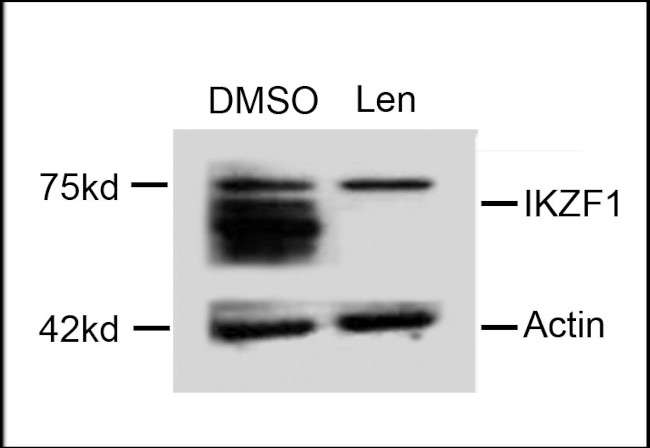 IKAROS Antibody in Western Blot (WB)