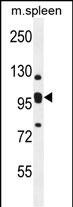 KIAA0090 Antibody in Western Blot (WB)