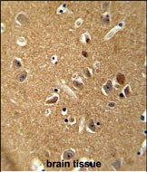 DAGLA Antibody in Immunohistochemistry (Paraffin) (IHC (P))