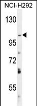 DAGLA Antibody in Western Blot (WB)