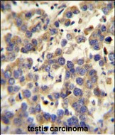 LYPD4 Antibody in Immunohistochemistry (Paraffin) (IHC (P))