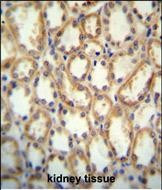 KCNT2 Antibody in Immunohistochemistry (Paraffin) (IHC (P))