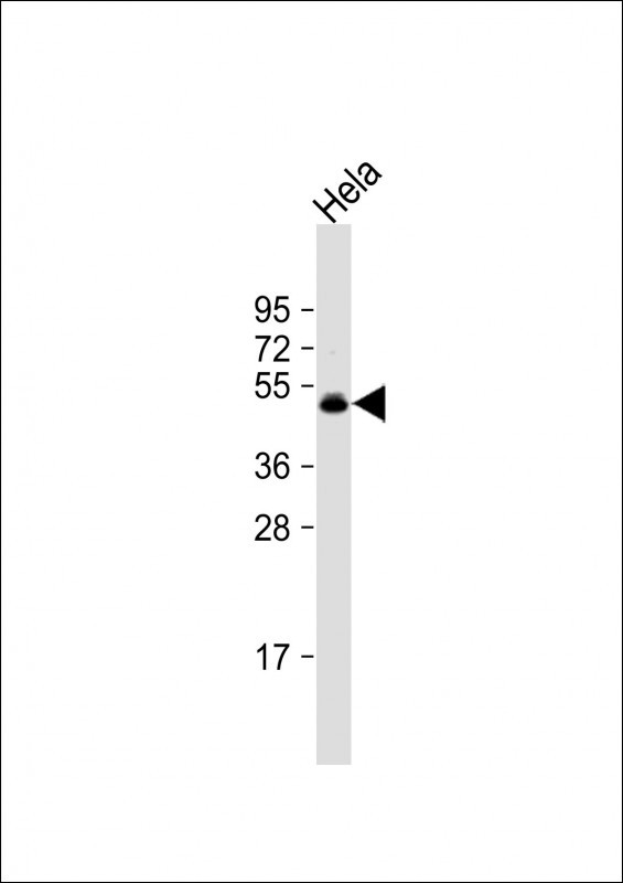 CEPT1 Antibody in Western Blot (WB)