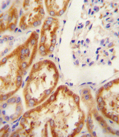 Claudin 16 Antibody in Immunohistochemistry (Paraffin) (IHC (P))