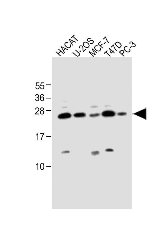 SCXA Antibody in Western Blot (WB)