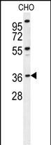 EXO5 Antibody in Western Blot (WB)