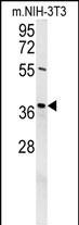 EXO5 Antibody in Western Blot (WB)