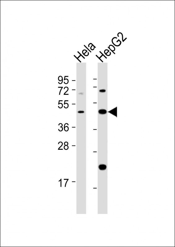 E2F2 Antibody in Western Blot (WB)