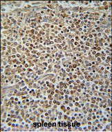 PAX7 Antibody in Immunohistochemistry (Paraffin) (IHC (P))