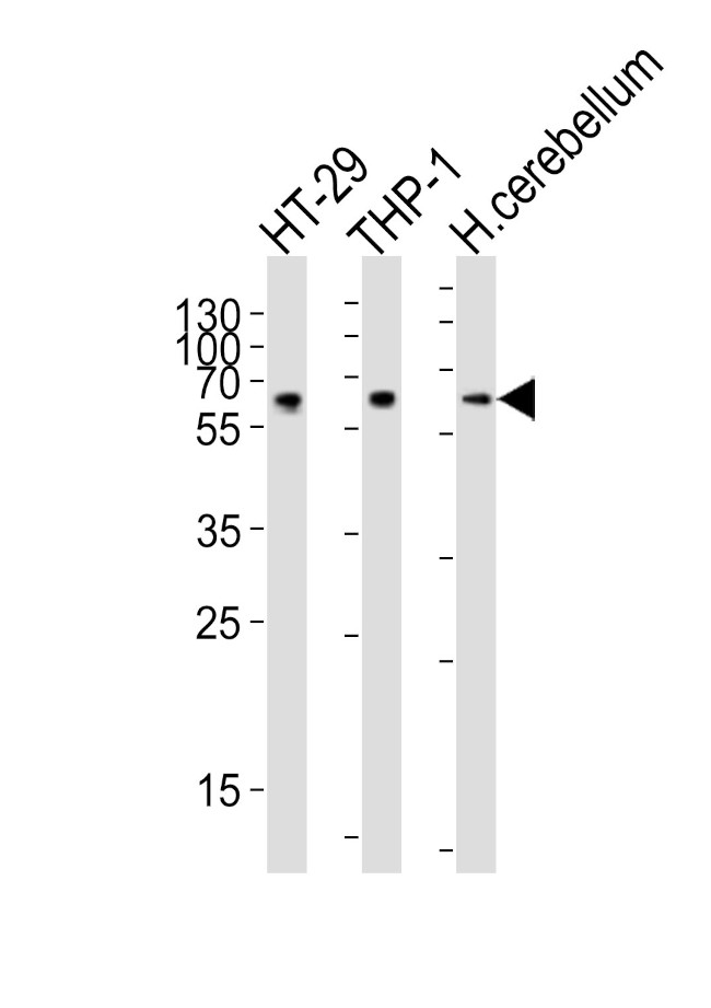 cGAS Antibody in Western Blot (WB)