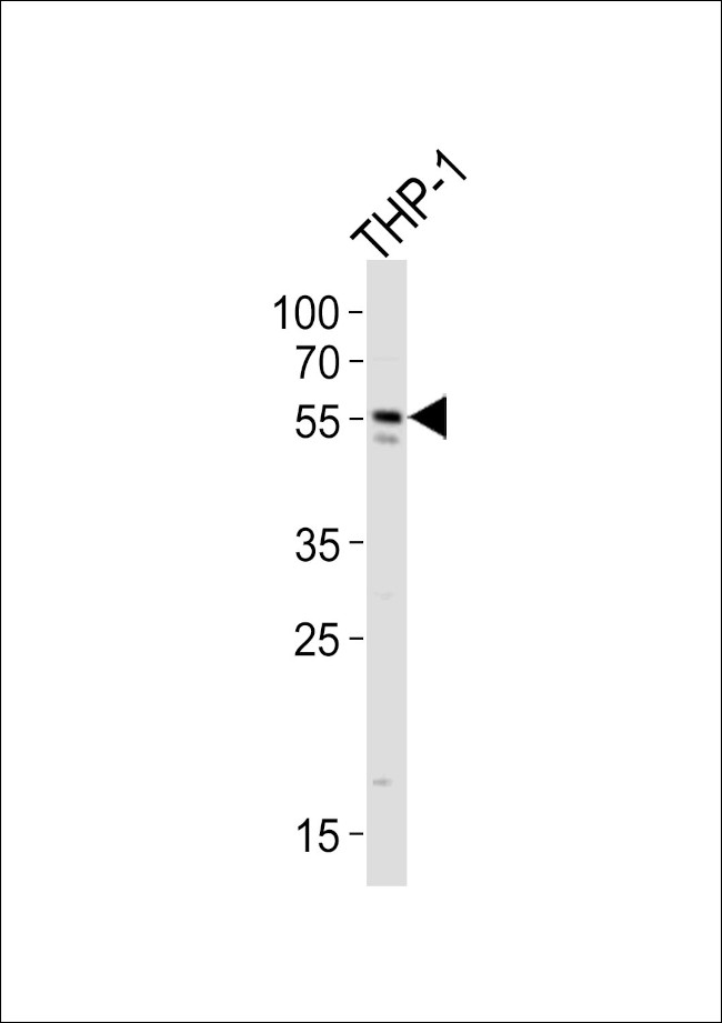 cGAS Antibody in Western Blot (WB)