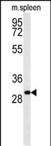 RTP1 Antibody in Western Blot (WB)