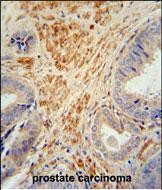 FSTL1 Antibody in Immunohistochemistry (Paraffin) (IHC (P))