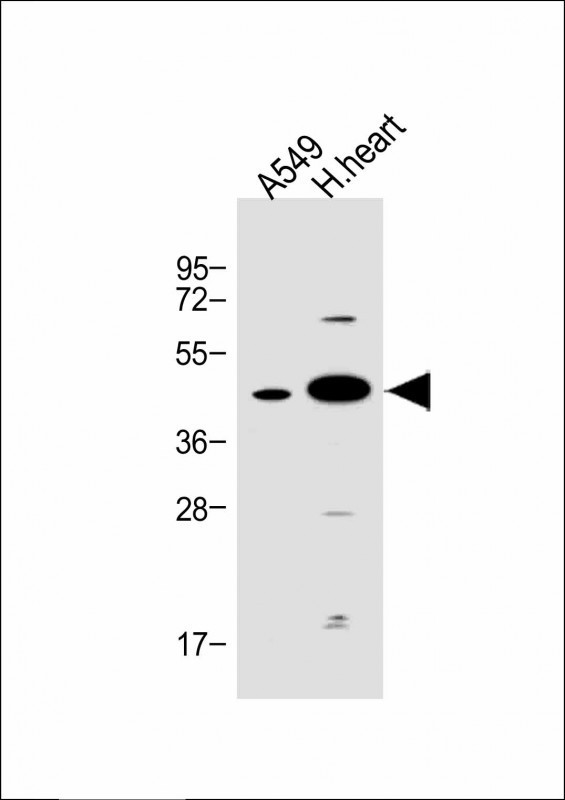 FSTL1 Antibody in Western Blot (WB)