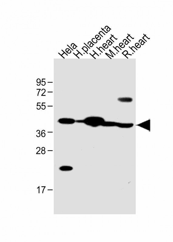 FSTL1 Antibody in Western Blot (WB)