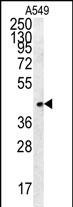 FSTL1 Antibody in Western Blot (WB)