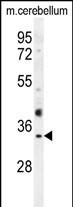 Olfr640 Antibody in Western Blot (WB)