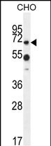 ZUFSP Antibody in Western Blot (WB)