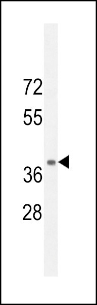 NPSR1 Antibody in Western Blot (WB)