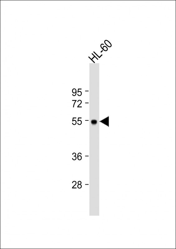 MCHR1 Antibody in Western Blot (WB)