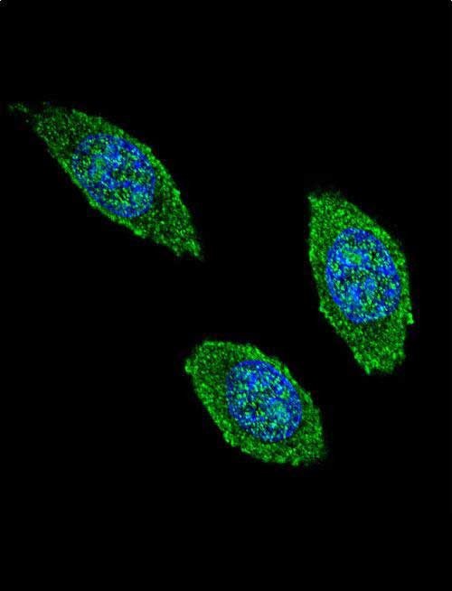 GM-CSF Antibody in Immunocytochemistry (ICC/IF)