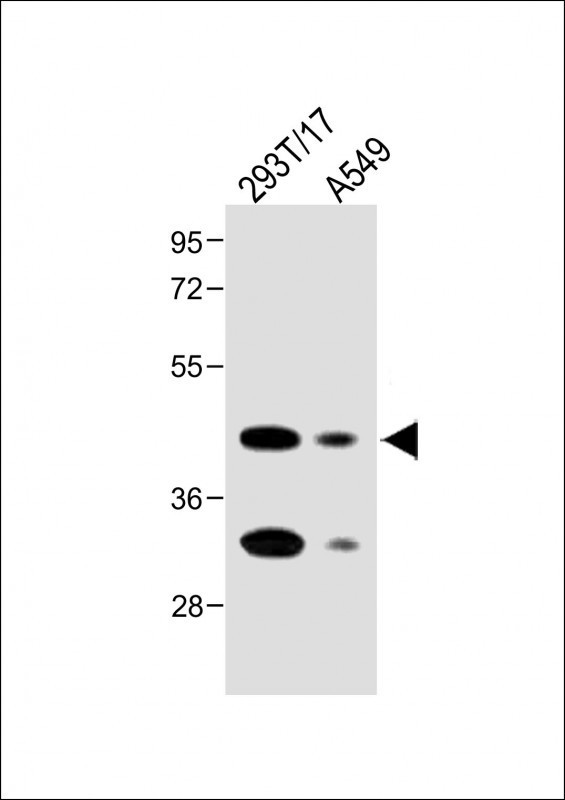 Folate Receptor alpha Antibody in Western Blot (WB)