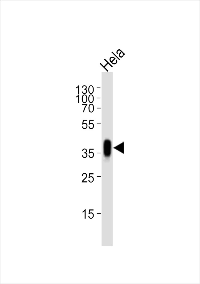 Folate Receptor alpha Antibody in Western Blot (WB)