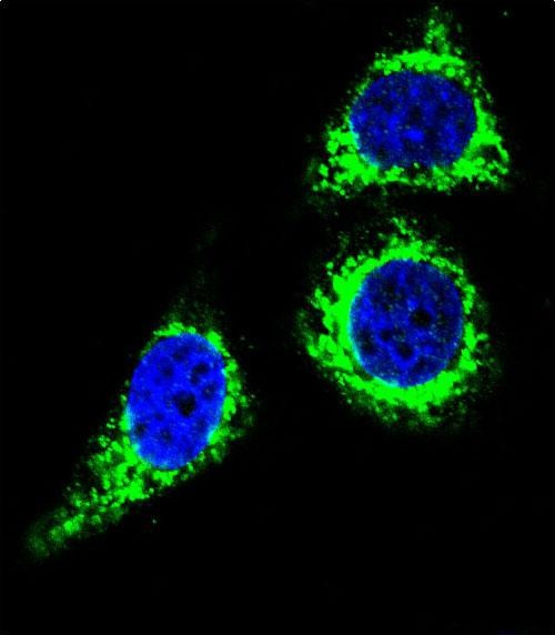 Bcl-10 Antibody in Immunocytochemistry (ICC/IF)