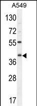 C5AR1 Antibody in Western Blot (WB)