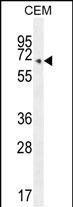 COX10 Antibody in Western Blot (WB)