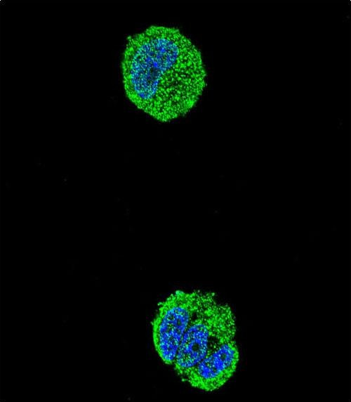 ETS1 Antibody in Immunocytochemistry (ICC/IF)