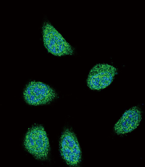 SERPINA6 Antibody in Immunocytochemistry (ICC/IF)