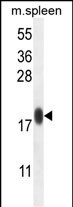 IMMP1L Antibody in Western Blot (WB)