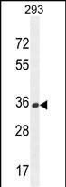 OR10H1 Antibody in Western Blot (WB)