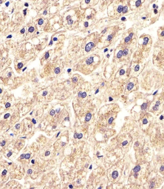 SLC16A11 Antibody in Immunohistochemistry (Paraffin) (IHC (P))