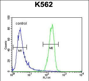 ATP8A2 Antibody in Flow Cytometry (Flow)