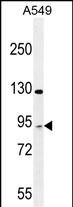 TAGAP Antibody in Western Blot (WB)