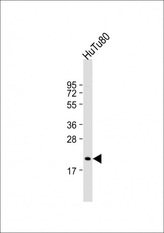 NUDT15 Antibody in Western Blot (WB)