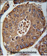 SDHAF3 Antibody in Immunohistochemistry (Paraffin) (IHC (P))