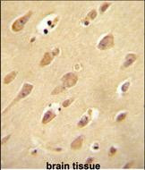 OR5L2 Antibody in Immunohistochemistry (Paraffin) (IHC (P))