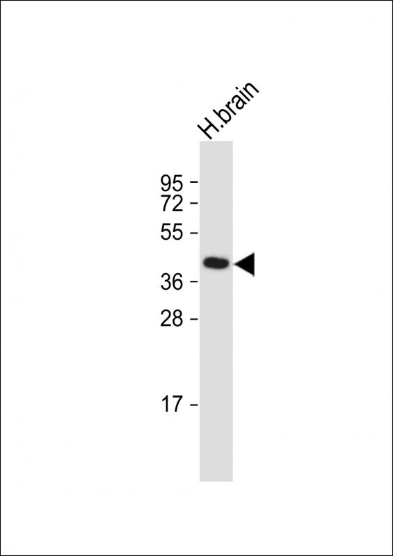 GFRAL Antibody in Western Blot (WB)